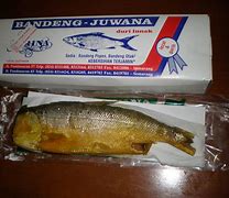 Ikan Pindang Bandeng Presto